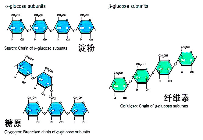 淀粉,纤维素的存在及其组成