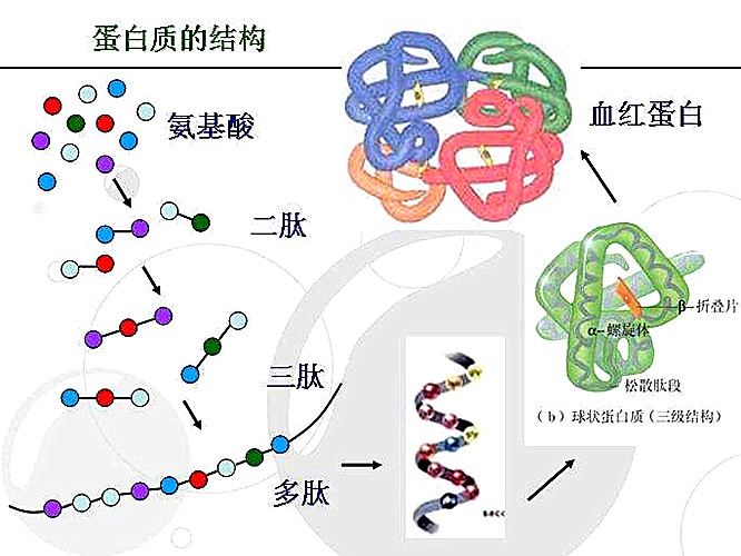 蛋白质结构简式图图片