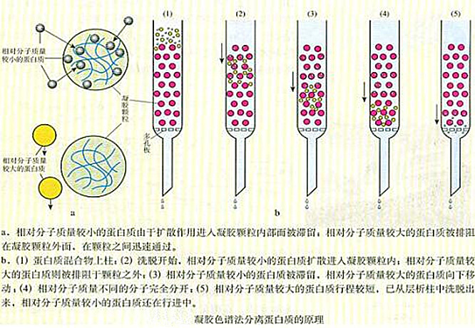 凝胶色谱法的原理是什么