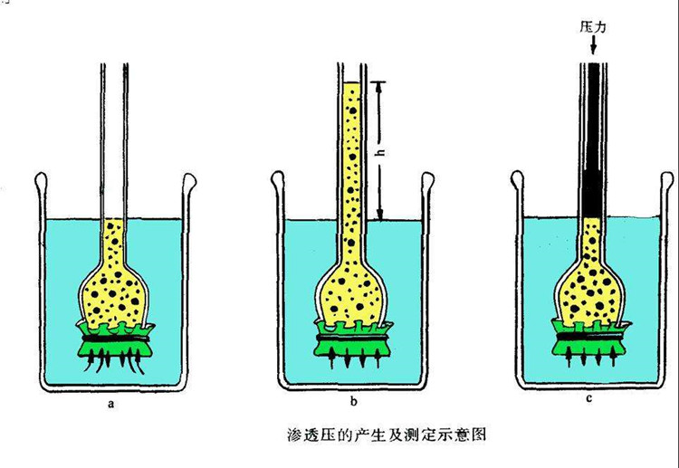 渗透压法测定数均