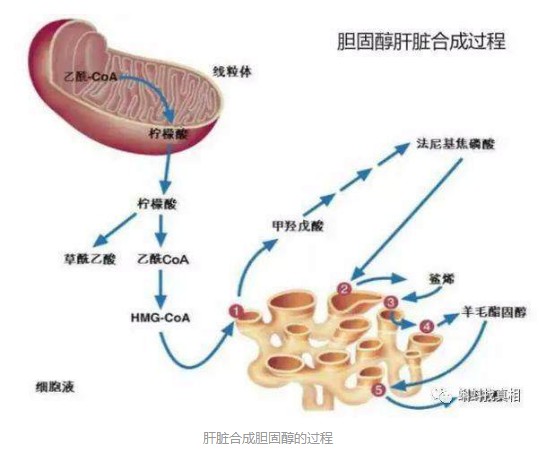 胆固醇合成过程