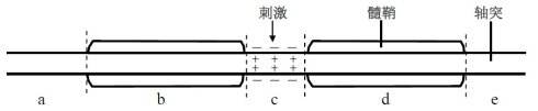 H+对碳酸根的反极化作用